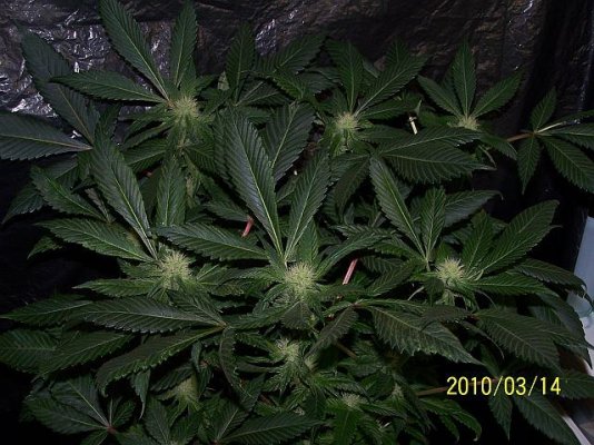LoM's PERPETUAL STRAIN PORN