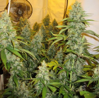 Personal Medical Grow {Casey Jones and OG Kush}
