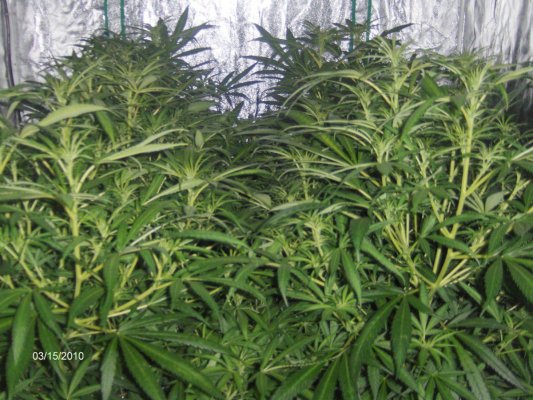 My Blue Dream, End of week 4