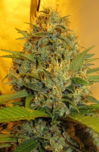 Personal Medical Grow {Casey Jones and OG Kush}