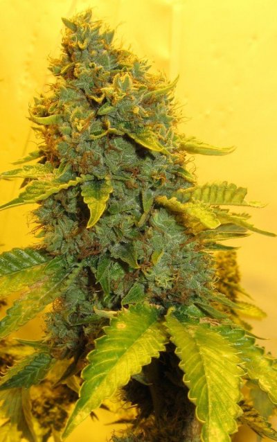 Personal Medical Grow {Casey Jones and OG Kush}