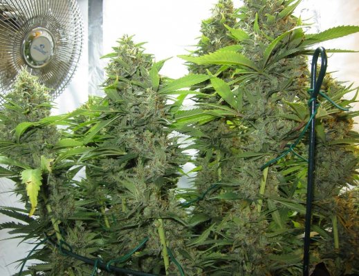 Personal Medical Grow {Casey Jones and OG Kush}