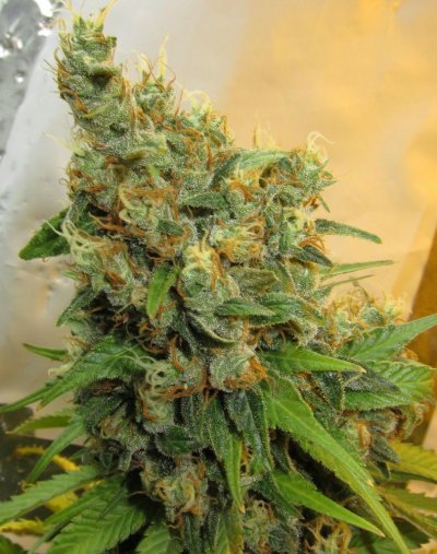 Personal Medical Grow {Casey Jones and OG Kush}