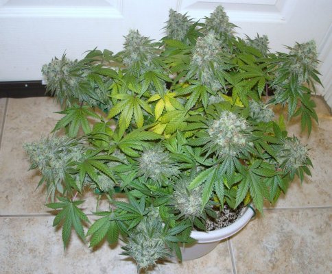 grow 005.JPG