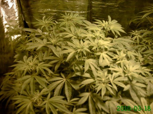 First Grow, God's Gift, Tahoe OG, Fire OG, Blue Dream Haze