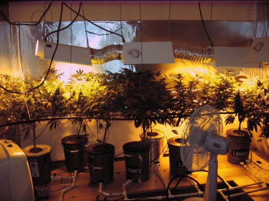 cc-og-raskal-grow-4x600w-3.jpg