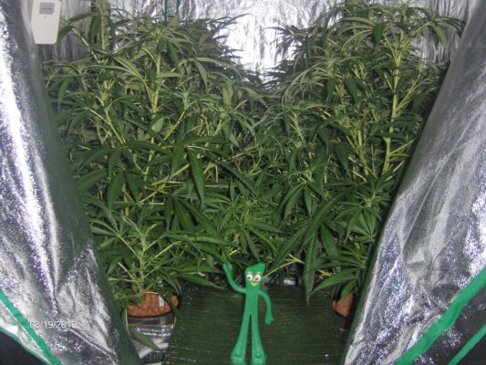 My Blue Dream, End of week 4