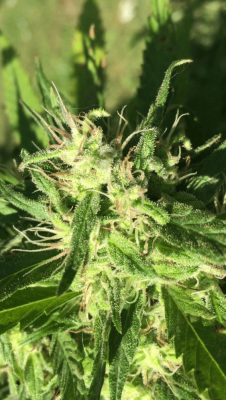 How Long Does She Have Before Harvest?