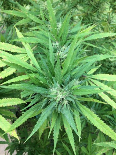 How Long Does She Have Before Harvest?