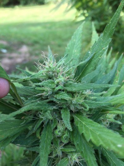 How Long Does She Have Before Harvest?