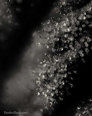 DoobieDuck's Macro Cannabis Images