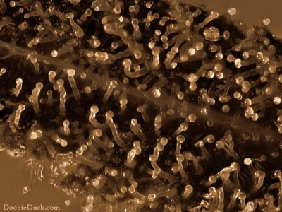DoobieDuck's Macro Cannabis Images