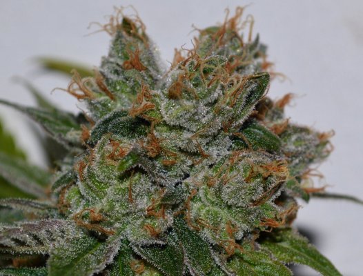 Let's See Your Frostiest Flowers