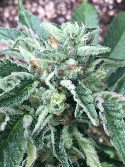 Show Me Your Nuggets :)