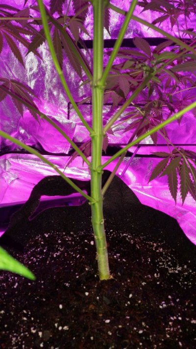 Growing With Bagseed