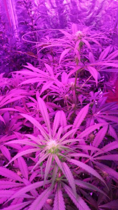 Growing With Bagseed