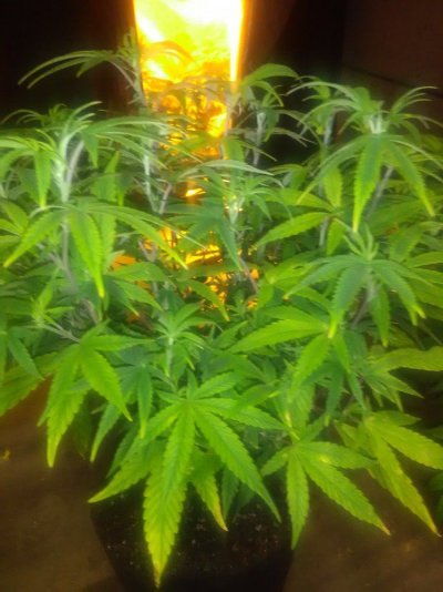 2 Plants One Pot And Separating Them