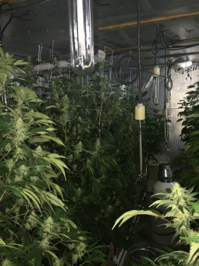 Getto Trees Part 2