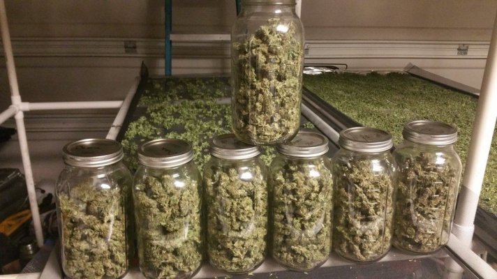 New Here . . . 2 Time Grower Diary