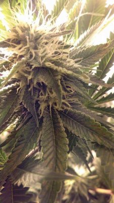 3rd Grow 6x12 3k Hps Flowering Room 6 Strain Garden