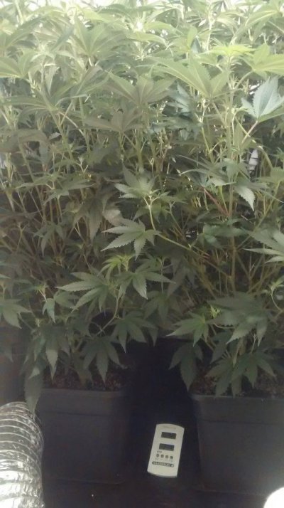 Plant Magic Old Timers
