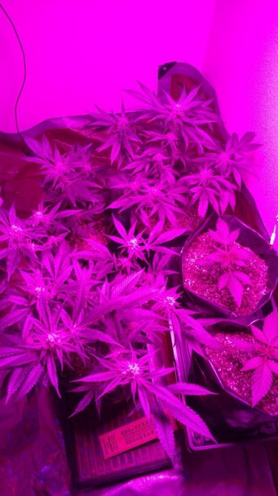Small 600w Led Closet Grow: Sour Lemon Og, Gsc Forum Cut, Uw Black 84, And Kimbo Kush