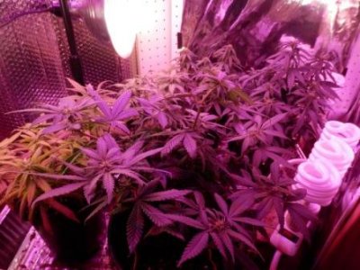 10-26-16 Growth.JPG