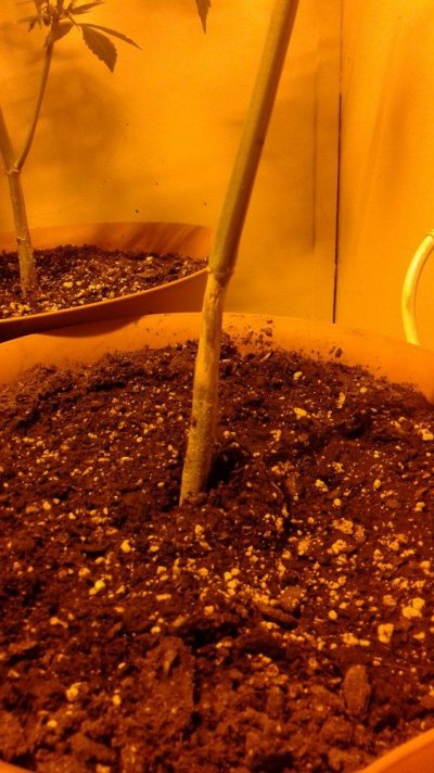Is This Stem Or Root Rot??  How Can I Get Rid Of It Fast And Cheap?  Will My Autoflowers Survive?