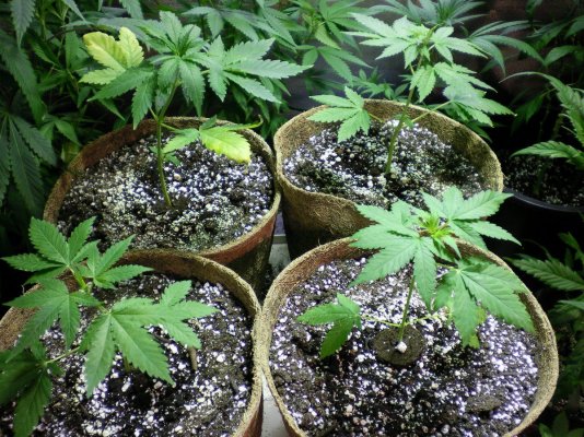 Red Dragon Clones Vol1