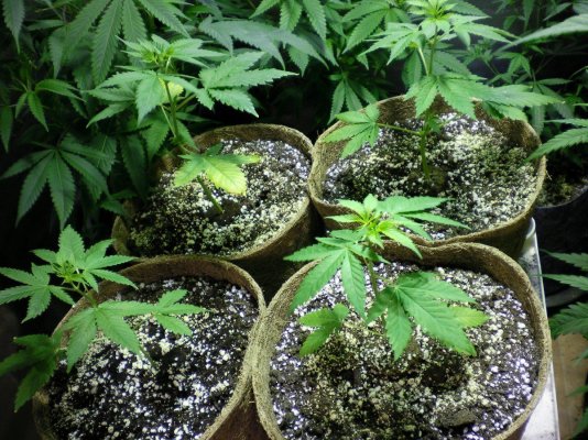 Red Dragon Clones Vol1