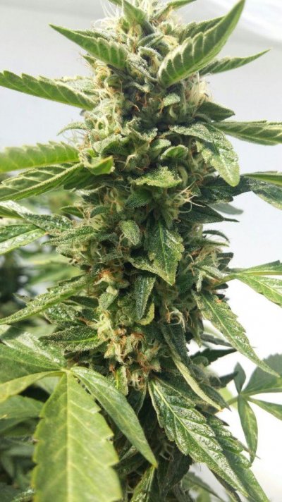 IMG-20160913-WA0004.jpg