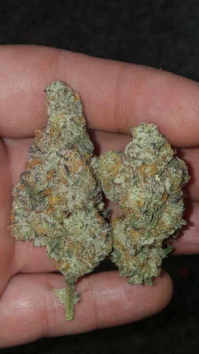 Cornbread, Cookies And Cream, Star Killer And Kimbo Kush Grow