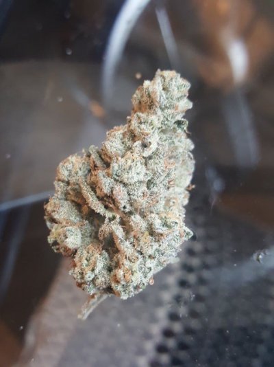 Cornbread, Cookies And Cream, Star Killer And Kimbo Kush Grow