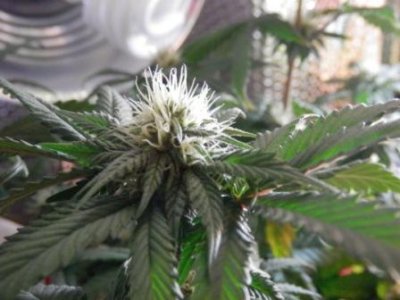 11-6-16 close up colas 3.JPG