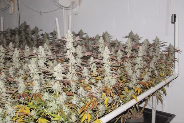 veg+bloom, 1 part powder in socal tap