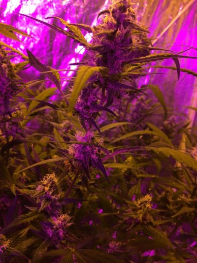 Autoflower Dwc - Life Journal