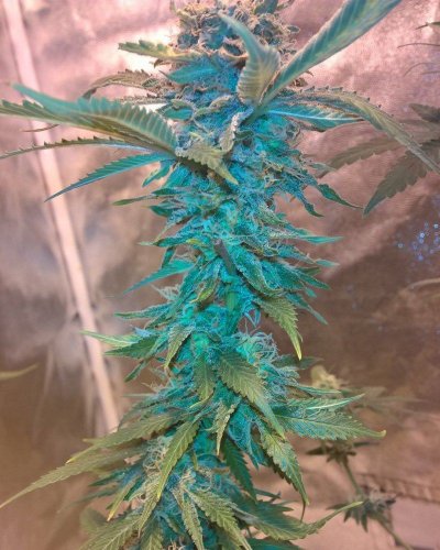 better-organix-in-a-tent-3.jpg