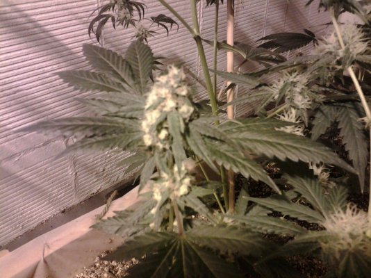 Rare Dankness OG Ghost Train Haze #1
