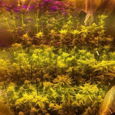 First Indoor Full Grow.