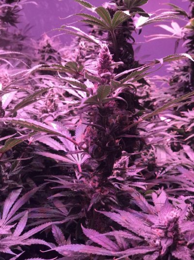 New To Forum, 4th Grow With Uc And 5500w Kind Led
