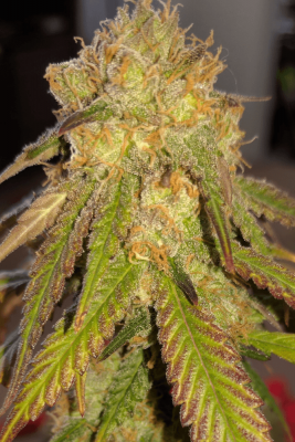 Kens Gdp Revival By Malamus