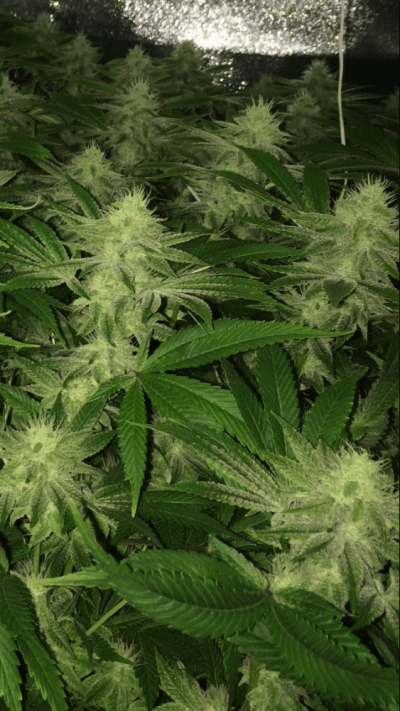 Rg420's Secret Gardens