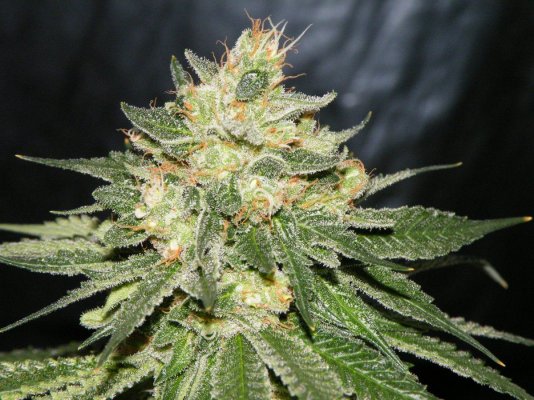 downloadfile-25.jpg