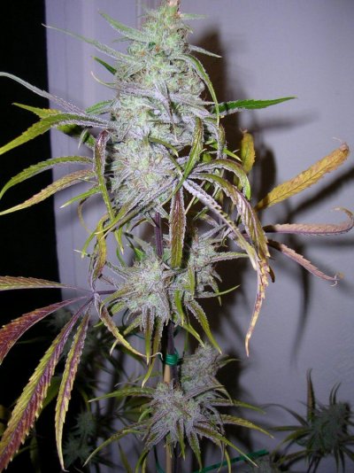 Chernobyl Buds