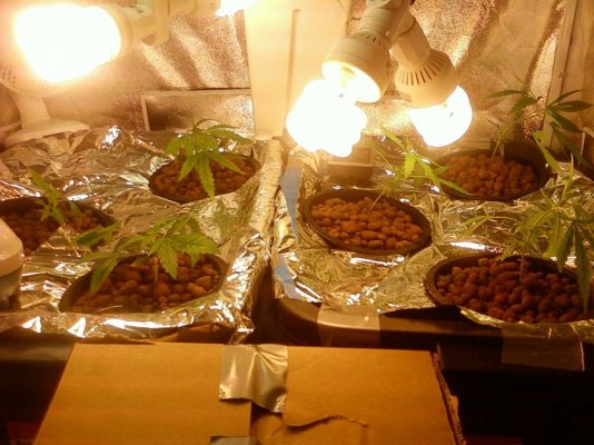 first super silver haze led grow!