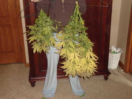 RD's winter DWC grow