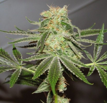 strawdog bud frosteeeeeeee [800x600].jpg