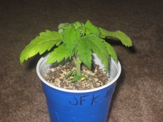 jfk hy3 day21 b.jpg