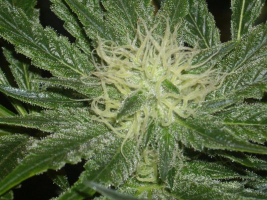 Chem 4