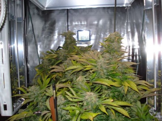 SweetSeeds BLACKJACK 56 days flowered 001.jpg